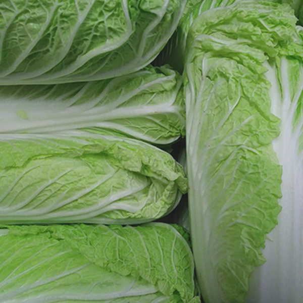 Produktfoto zu Chinakohl - neue Ernte