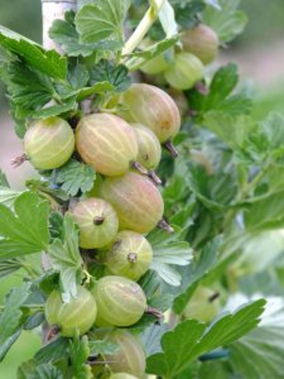 Produktfoto zu Stachelbeeren 250 g