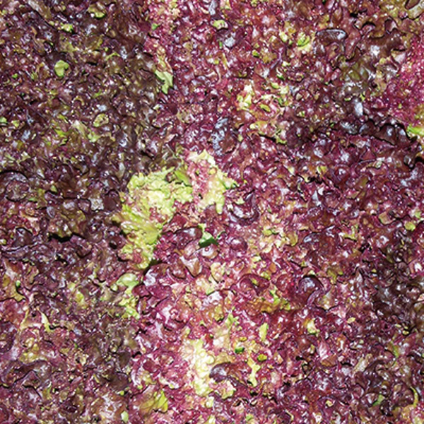 Produktfoto zu Salat Lollo Rossa