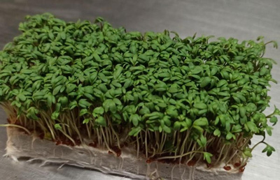 Produktfoto zu Kresse Beet