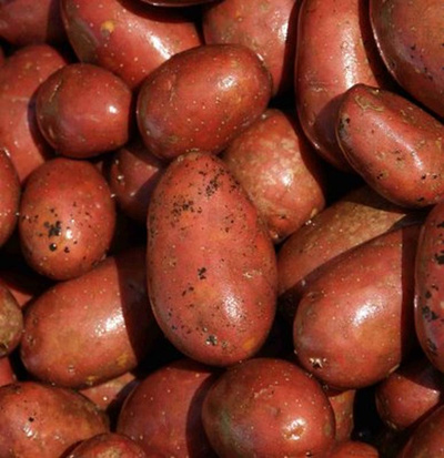 Produktfoto zu Früh-Kartoffel rot -vfk-