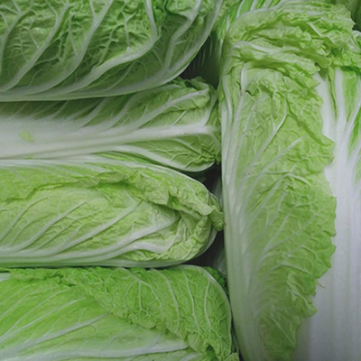 Produktfoto zu Chinakohl - neue Ernte