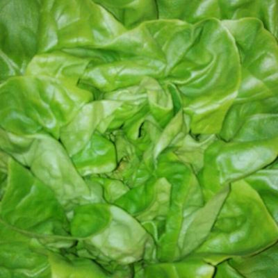 Produktfoto zu Salat Salanovasalat