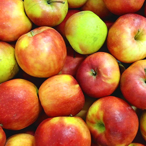 Produktfoto zu Apfel Marnica
