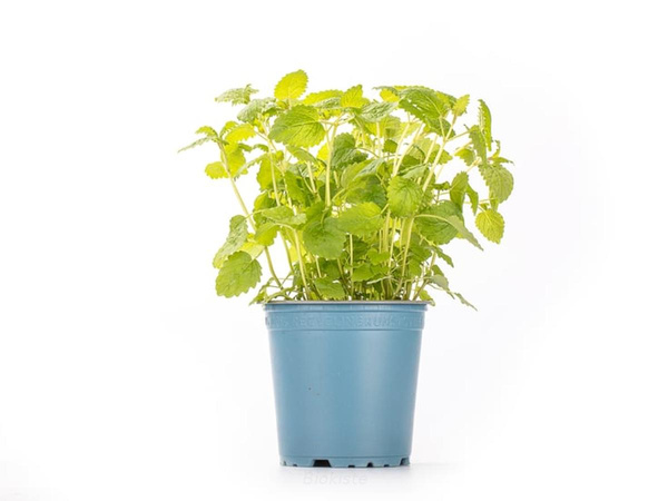 Produktfoto zu Minze im Topf