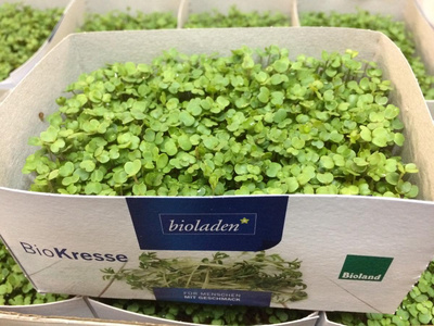 Produktfoto zu Rucola - Kresse