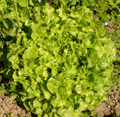 Produktfoto zu Salat Eichblattsalat grün