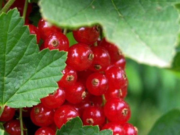 Produktfoto zu Rote Johannisbeeren 250g
