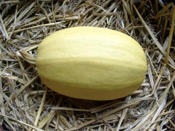 Produktfoto zu Spaghettikürbis