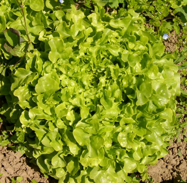 Produktfoto zu Salat Eichblattsalat grün