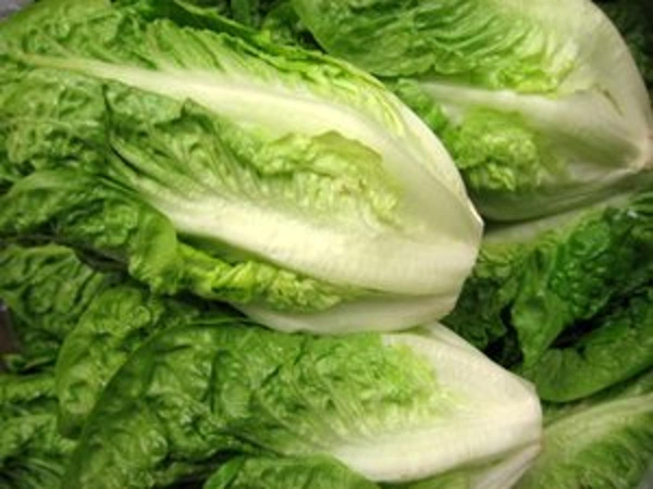 Produktfoto zu Salatherzen grün Romana