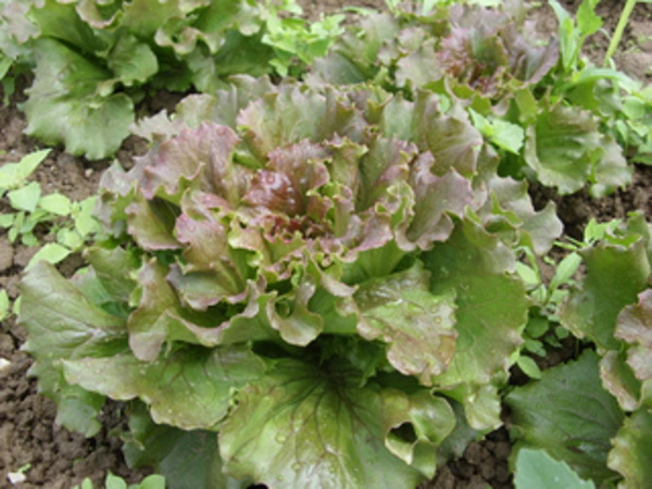 Produktfoto zu Salat Bataviasalat grün