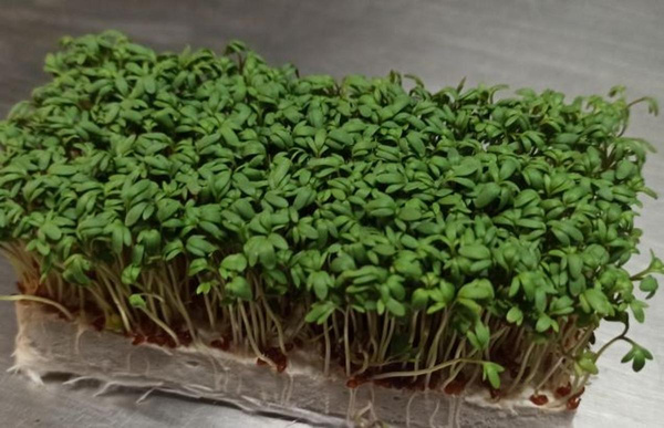 Produktfoto zu Kresse Beet