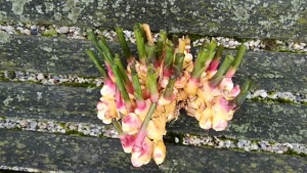 Produktfoto zu ca. 400g