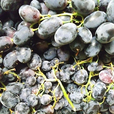 Produktfoto zu Trauben blau kernlos