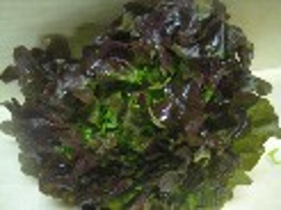 Produktfoto zu Krull_Eichblattsalat rot