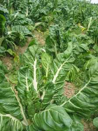 Produktfoto zu Mangold