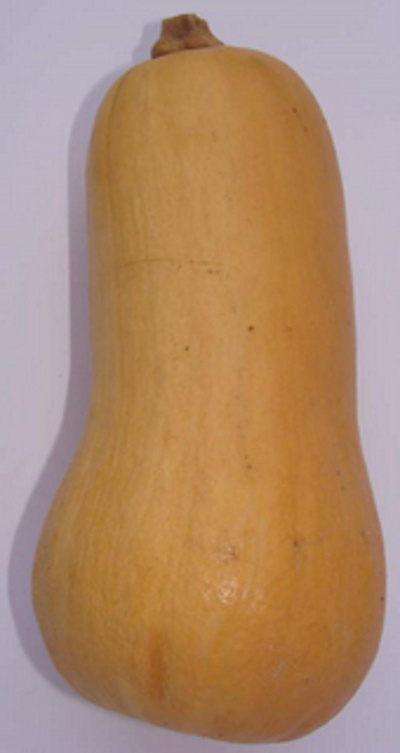 Produktfoto zu Kürbis Butternut