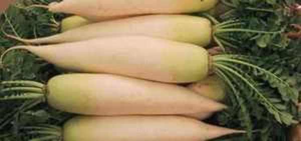 Produktfoto zu Rettich weiß