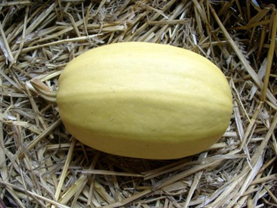 Produktfoto zu Spaghettikürbis