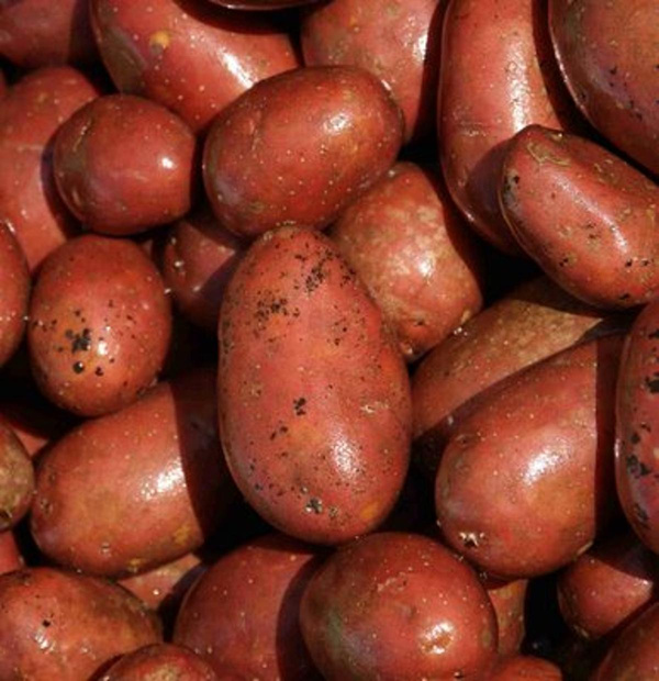 Produktfoto zu Früh-Kartoffel rot -vfk-