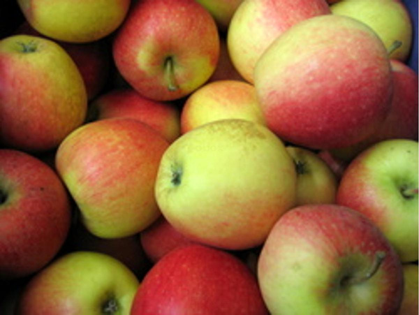 Produktfoto zu Apfel Gala