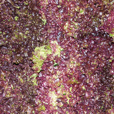 Produktfoto zu Salat Lollo Rossa