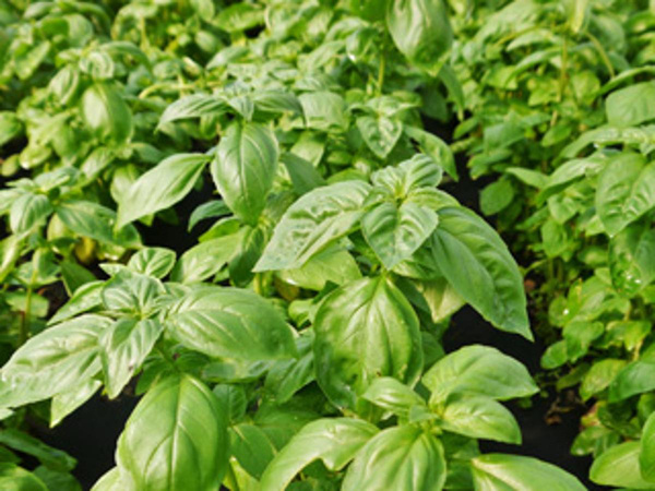 Produktfoto zu Basilikum im Topf