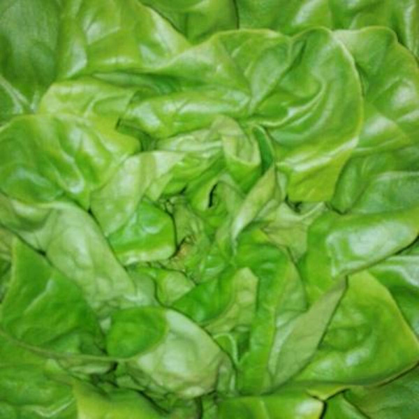 Produktfoto zu Salat Salanovasalat