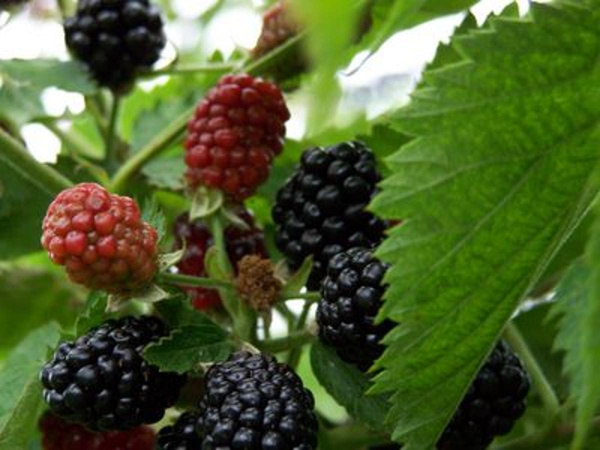 Produktfoto zu Brombeeren 125g