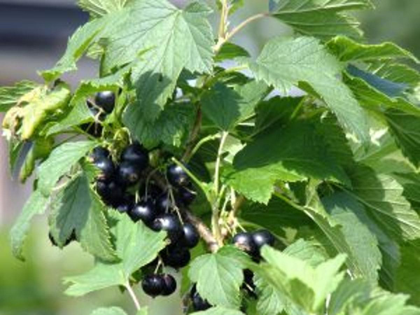 Produktfoto zu schwarze Johannisbeeren 250g